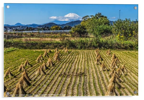 Rice Field Countryside Mount Fuji Hiratsuka Kanagawa Japan Acrylic by William Perry