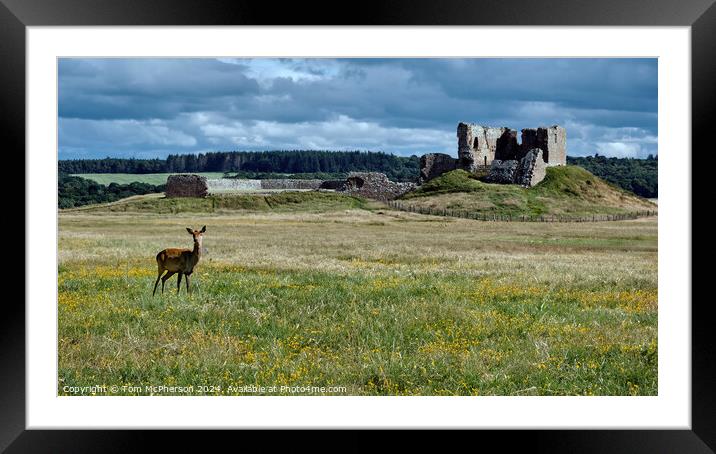 Deer at Duffus Castle Framed Mounted Print by Tom McPherson