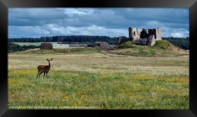 Deer at Duffus Castle Framed Print by Tom McPherson