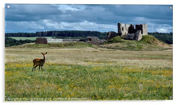 Deer at Duffus Castle Acrylic by Tom McPherson