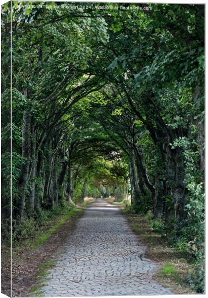 Tree lined road  Canvas Print by Tom McPherson