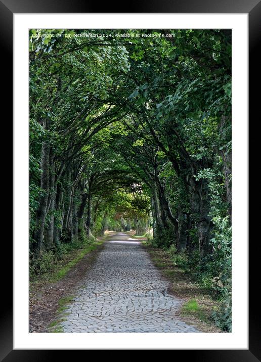 Tree lined road  Framed Mounted Print by Tom McPherson