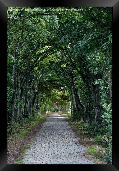 Tree lined road  Framed Print by Tom McPherson