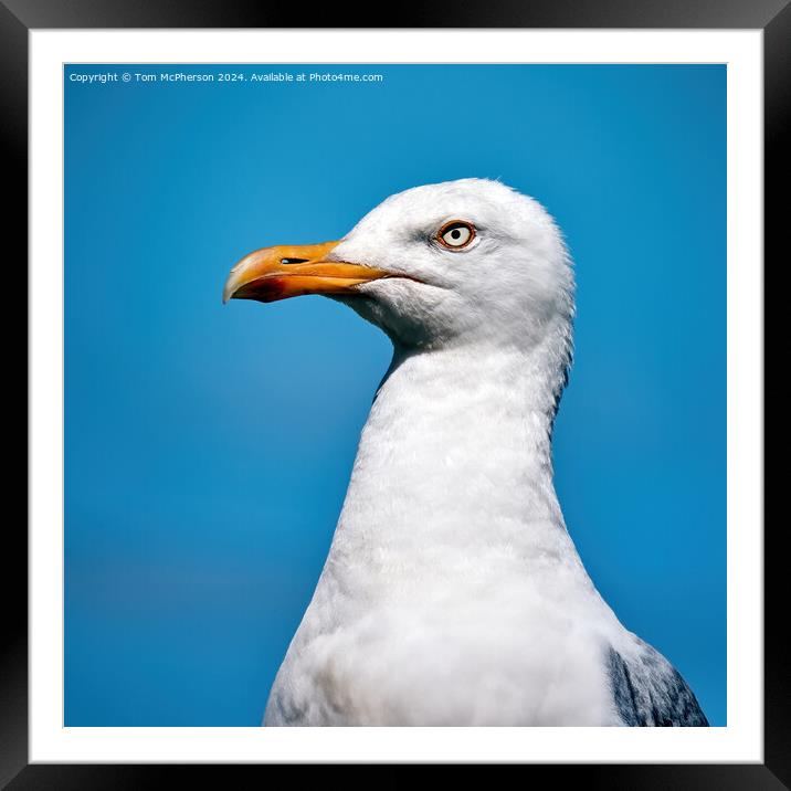 European herring gull Framed Mounted Print by Tom McPherson