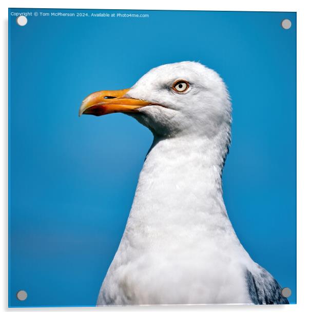 European herring gull Acrylic by Tom McPherson