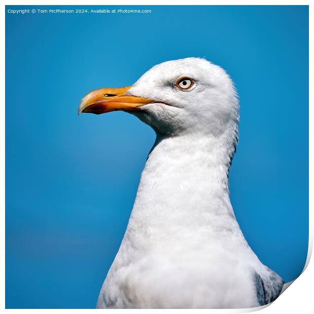 European herring gull Print by Tom McPherson