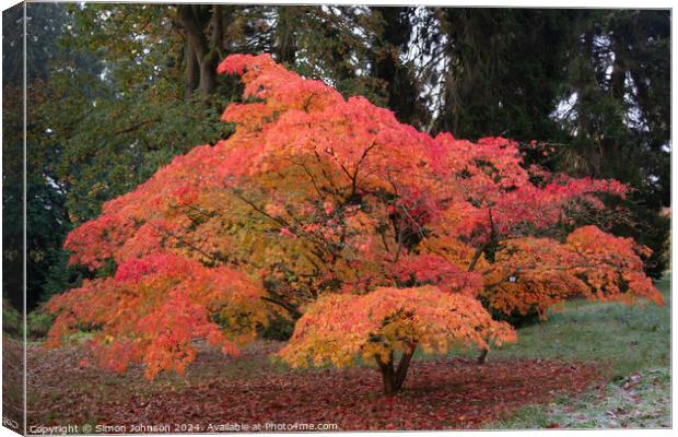  acer autumn colour Canvas Print by Simon Johnson