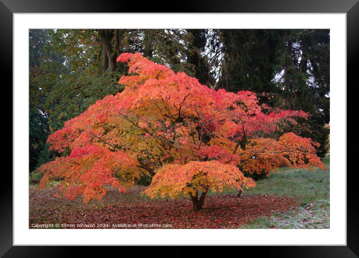  acer autumn colour Framed Mounted Print by Simon Johnson