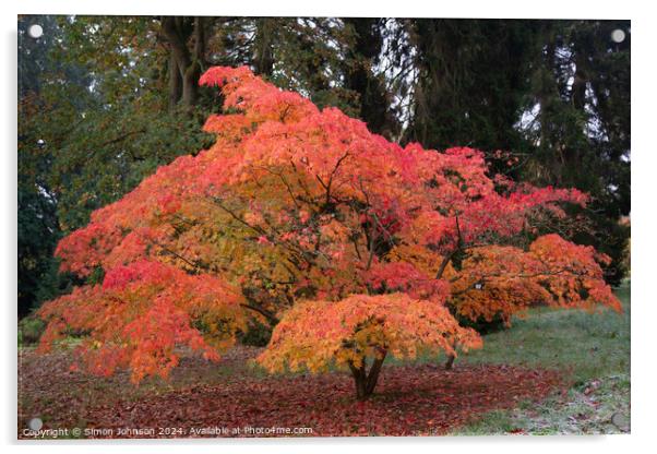  acer autumn colour Acrylic by Simon Johnson