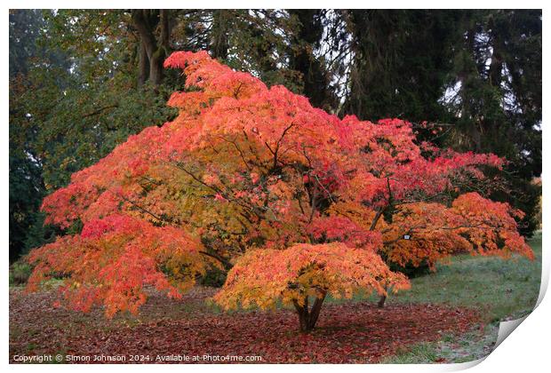  acer autumn colour Print by Simon Johnson