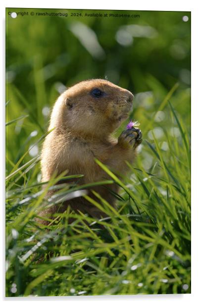 Prairie Dog and the Purple Bloom Acrylic by rawshutterbug 