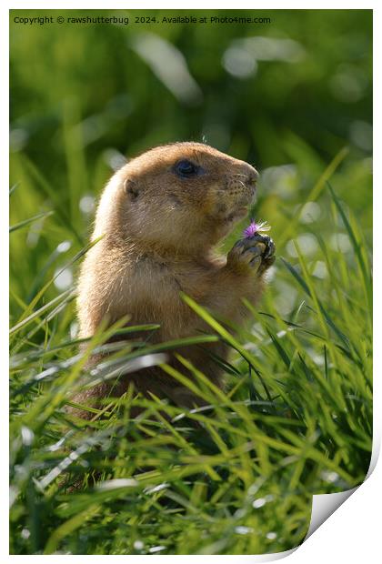 Prairie Dog and the Purple Bloom Print by rawshutterbug 