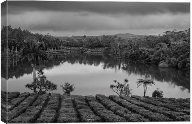 Tea Plantation in Bois Cheri Mauritius Black and White Canvas Print by Dietmar Rauscher