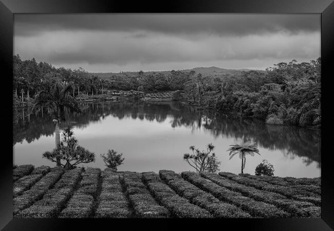 Tea Plantation in Bois Cheri Mauritius Black and White Framed Print by Dietmar Rauscher