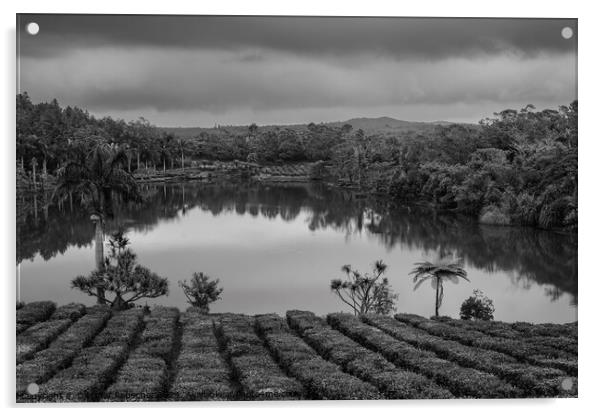 Tea Plantation in Bois Cheri Mauritius Black and White Acrylic by Dietmar Rauscher