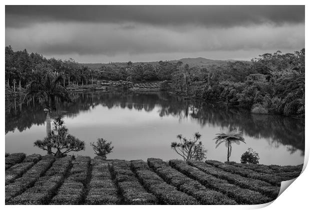 Tea Plantation in Bois Cheri Mauritius Black and White Print by Dietmar Rauscher