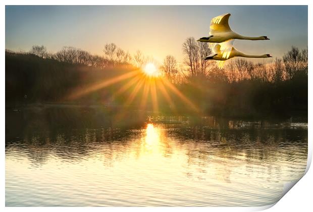 Flying Sunrise Swans Print by Alison Chambers