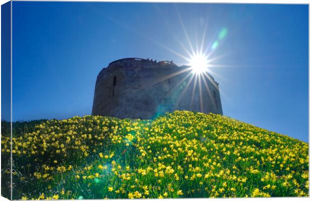 Cliffords Tower Daffodils  Canvas Print by Alison Chambers