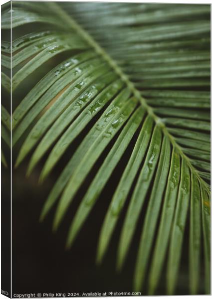 Palm at Kew Gardens Canvas Print by Philip King