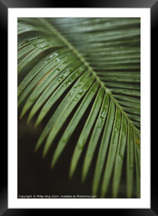 Palm at Kew Gardens Framed Mounted Print by Philip King