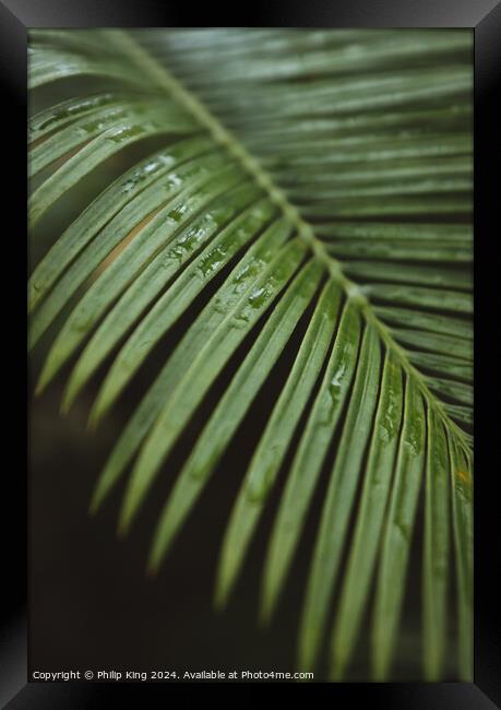 Palm at Kew Gardens Framed Print by Philip King