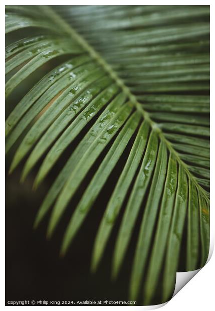 Palm at Kew Gardens Print by Philip King