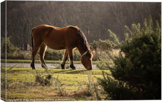 New Forest Pony Canvas Print by Philip King