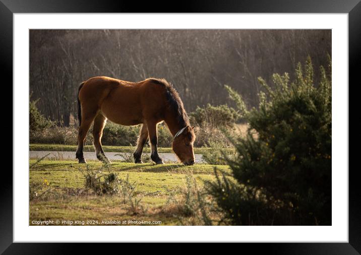New Forest Pony Framed Mounted Print by Philip King