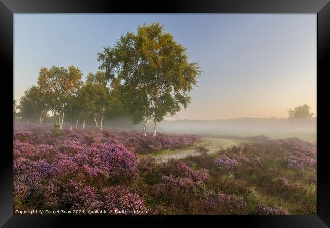 Heather in the Mist Framed Print by Daniel Gray