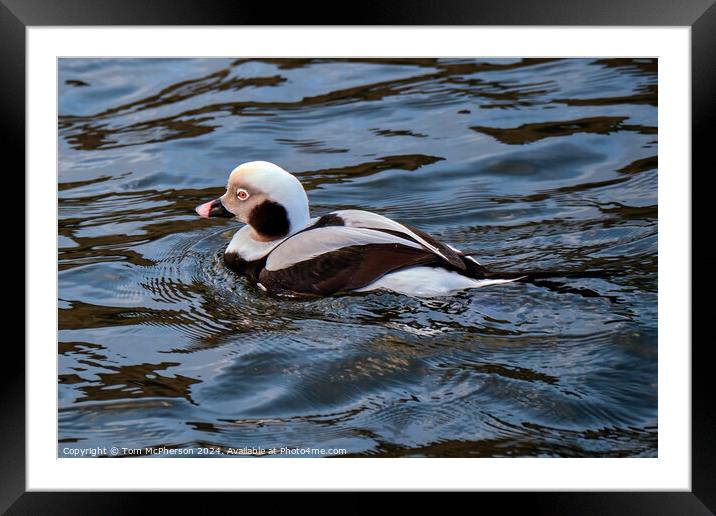 The long-tailed duck Framed Mounted Print by Tom McPherson
