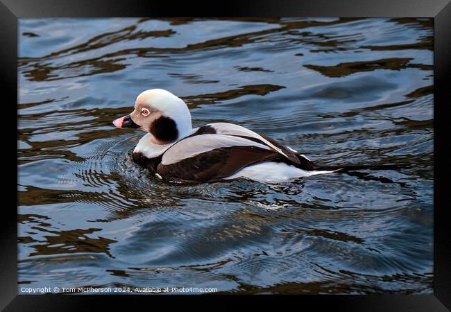 The long-tailed duck Framed Print by Tom McPherson