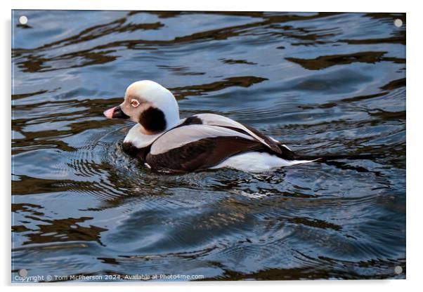 The long-tailed duck Acrylic by Tom McPherson