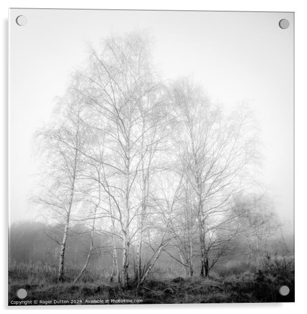 Silver Birch in Winter Dress engulfed in Mist Acrylic by Roger Dutton