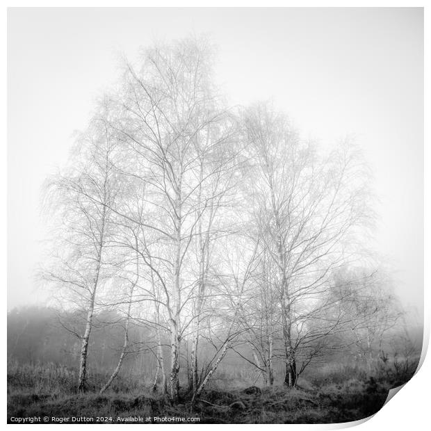 Silver Birch in Winter Dress engulfed in Mist Print by Roger Dutton