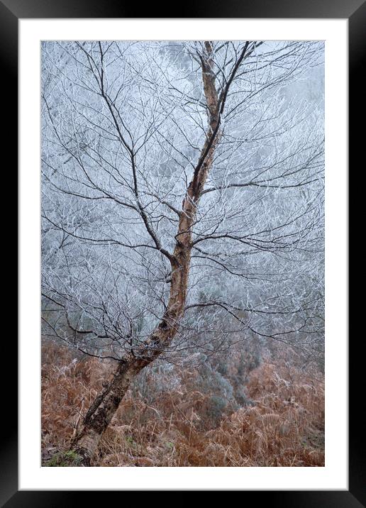 Winter Birch Framed Mounted Print by Macrae Images