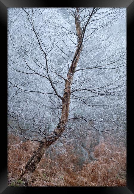 Winter Birch Framed Print by Macrae Images