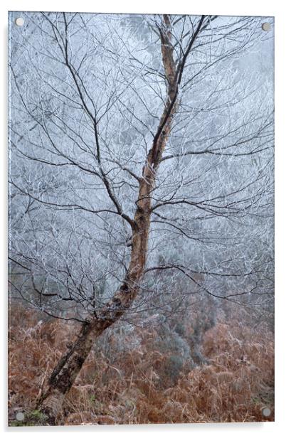 Winter Birch Acrylic by Macrae Images