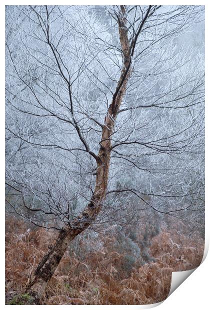 Winter Birch Print by Macrae Images