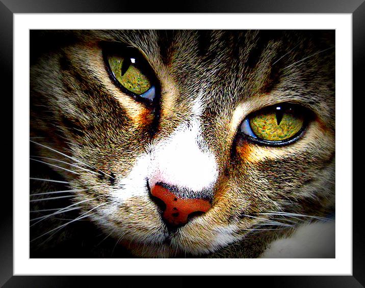 Look Into My eyes Framed Mounted Print by Angie Banta