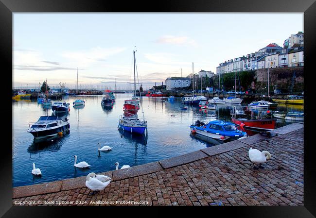 Swans at Brixham Harbour Framed Print by Rosie Spooner