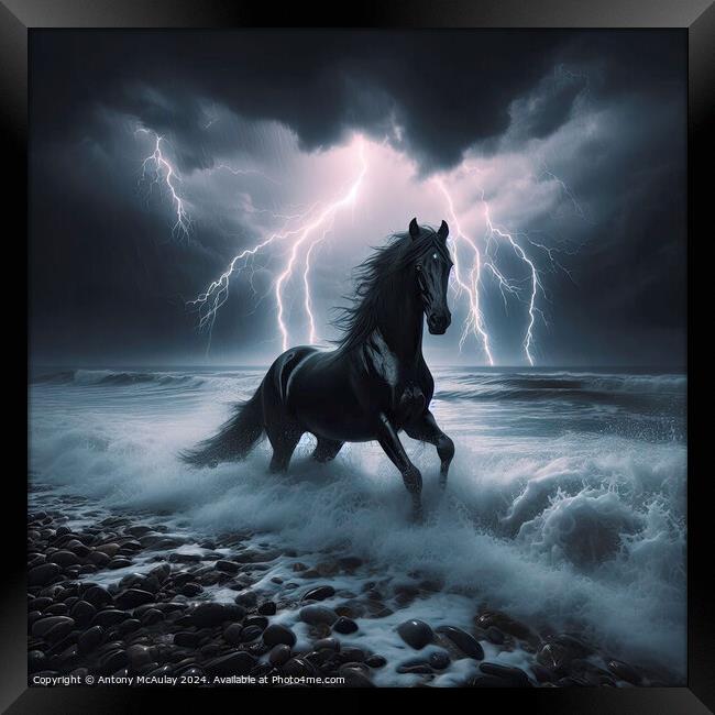 Black Stallion in a Storm Framed Print by Antony McAulay