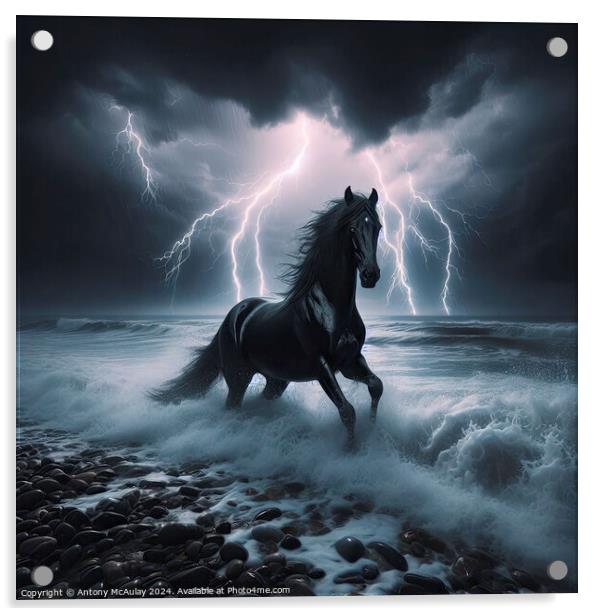 Black Stallion in a Storm Acrylic by Antony McAulay