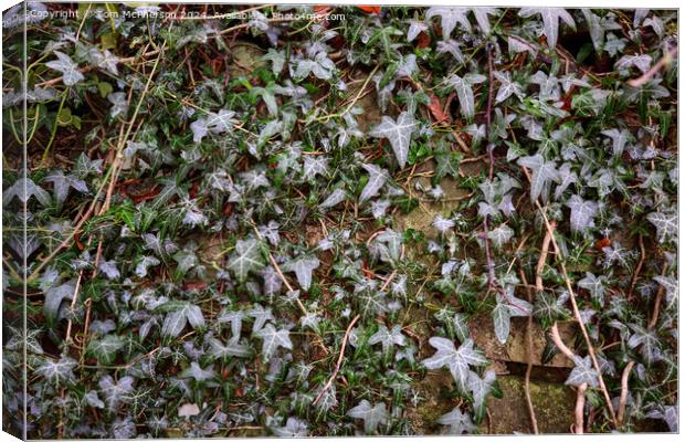 Ivy on Wall Canvas Print by Tom McPherson