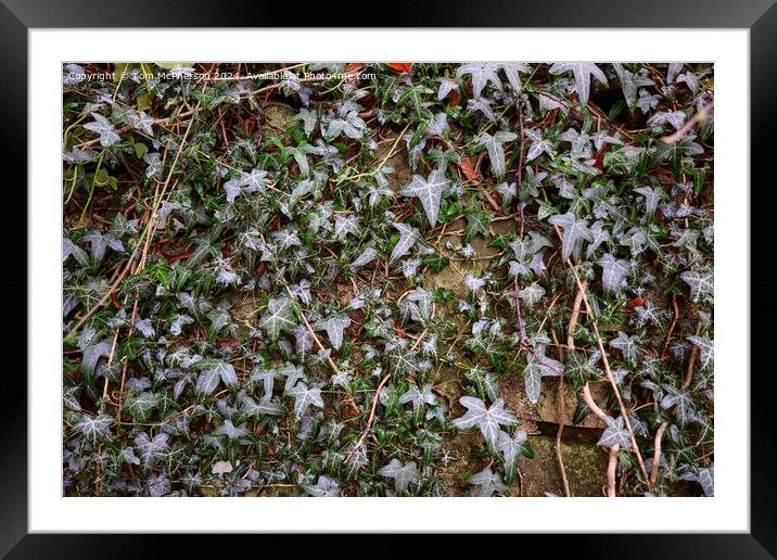 Ivy on Wall Framed Mounted Print by Tom McPherson