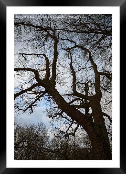 Tree Against the Sky Framed Mounted Print by Tom McPherson