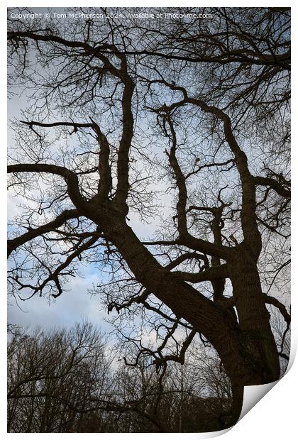 Tree Against the Sky Print by Tom McPherson