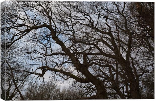 Tree against Sky Canvas Print by Tom McPherson