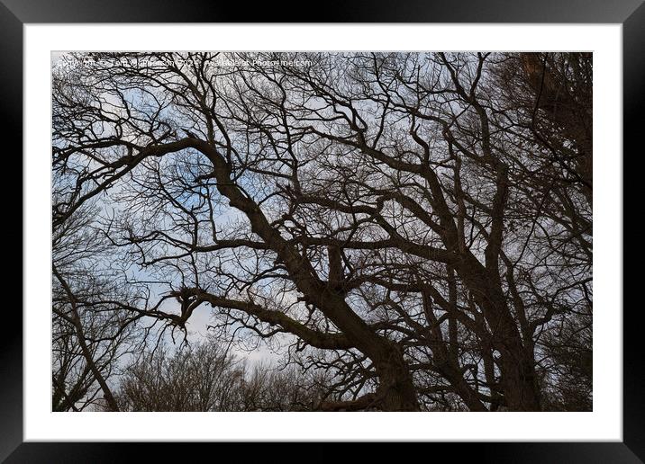 Tree against Sky Framed Mounted Print by Tom McPherson