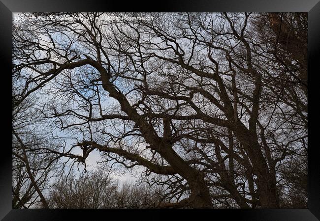 Tree against Sky Framed Print by Tom McPherson