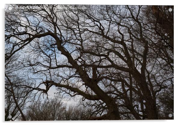 Tree against Sky Acrylic by Tom McPherson